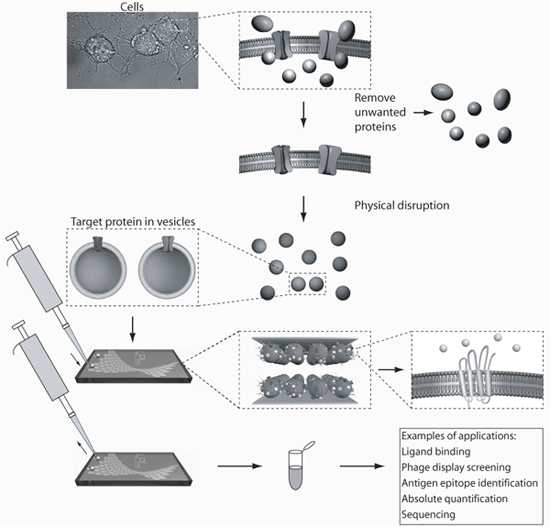 Easy and efficient handling of membrane proteins 